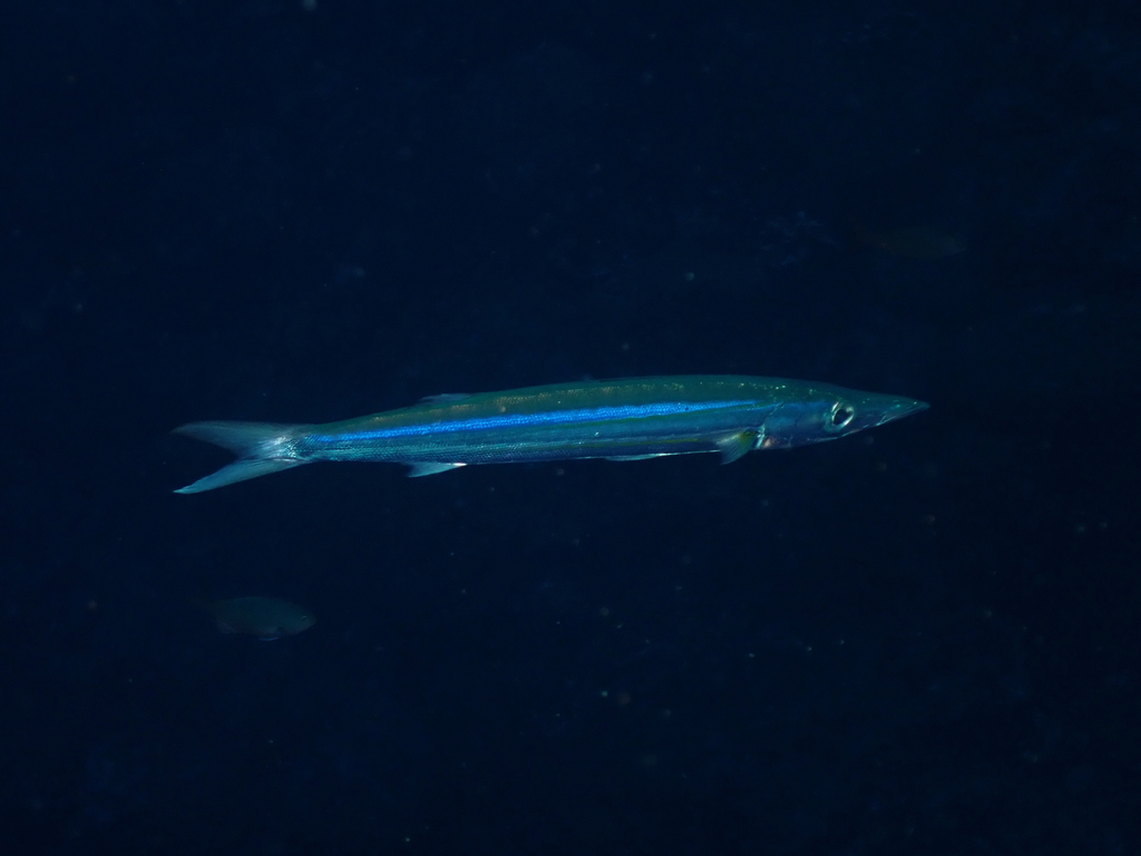Sphyraena stellata