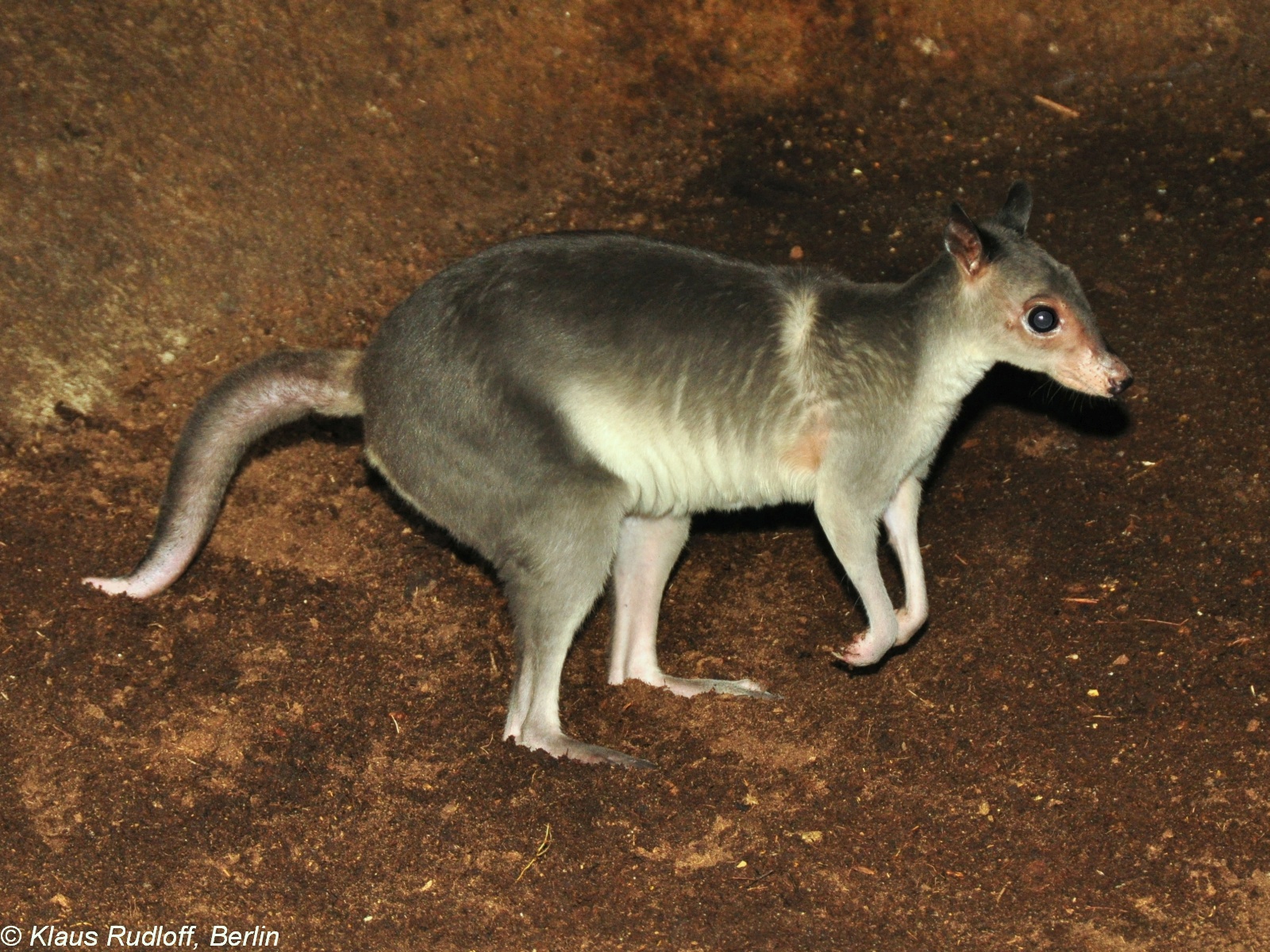 Dorcopsis Muelleri