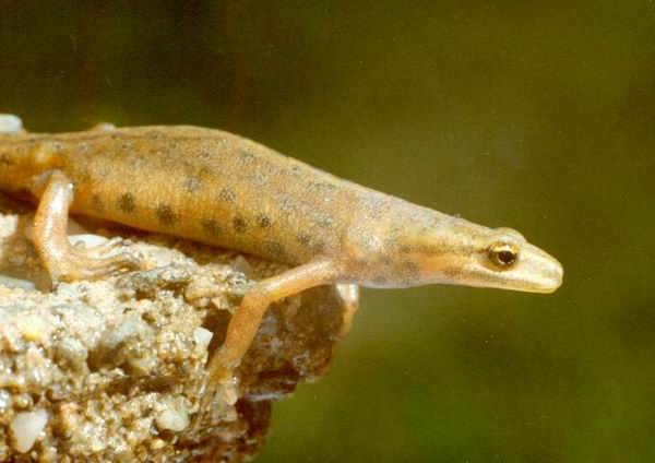 Lissotriton  vulgaris
