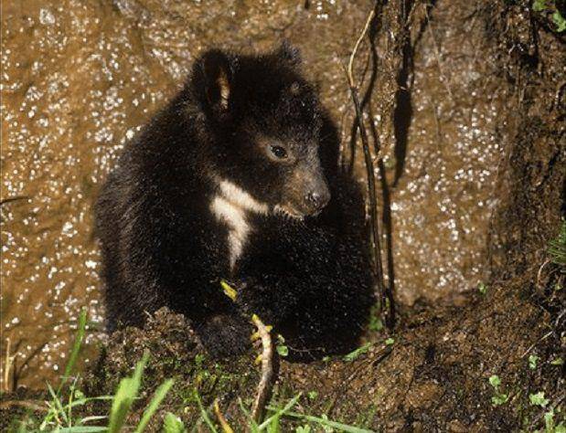 Dendrolagus Mbaiso