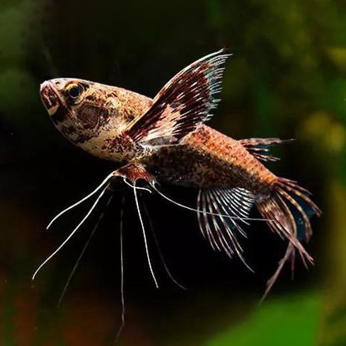 Pantodon Buchholzi