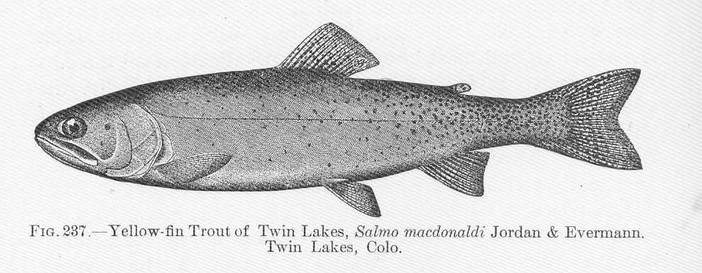 Oncorhynchus virginalis ssp. macdonaldi