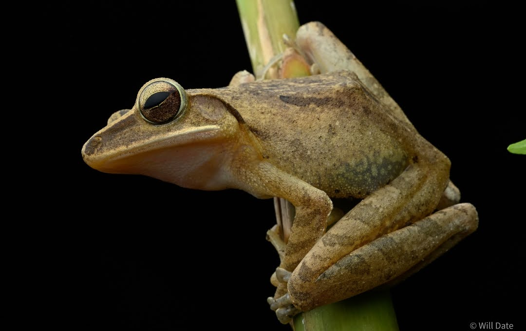 Polypedates leucomystax