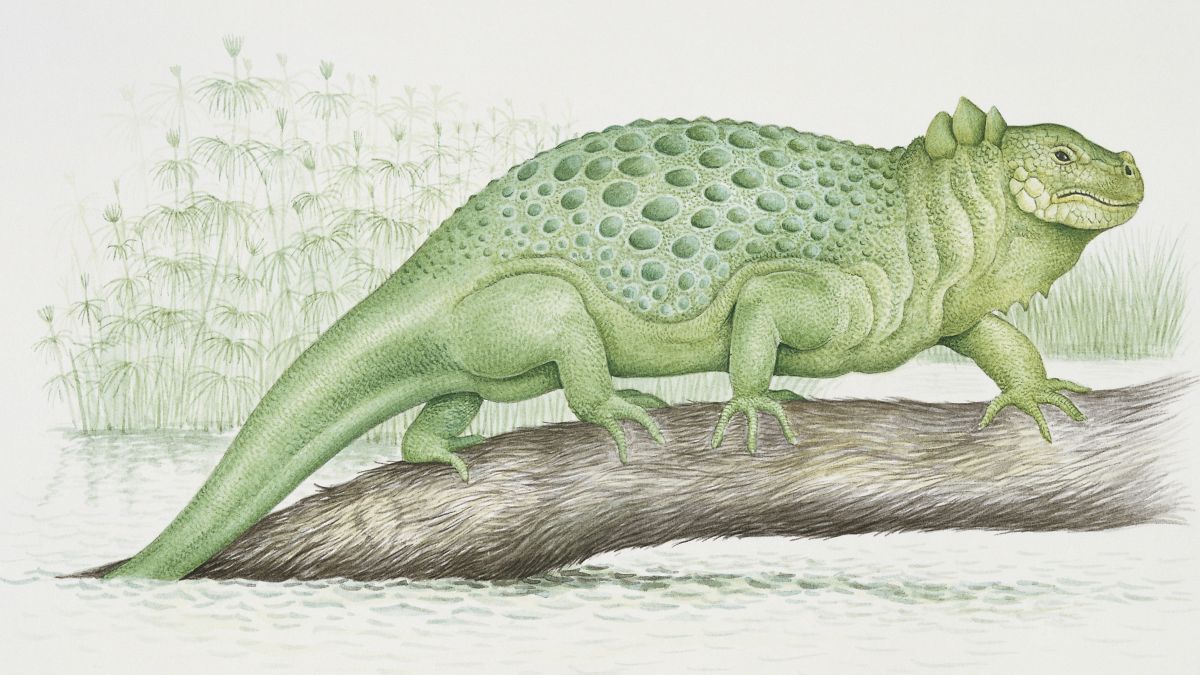 Diadectes