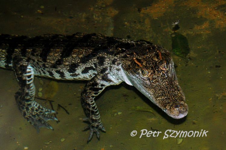 Crocodylus siamensis