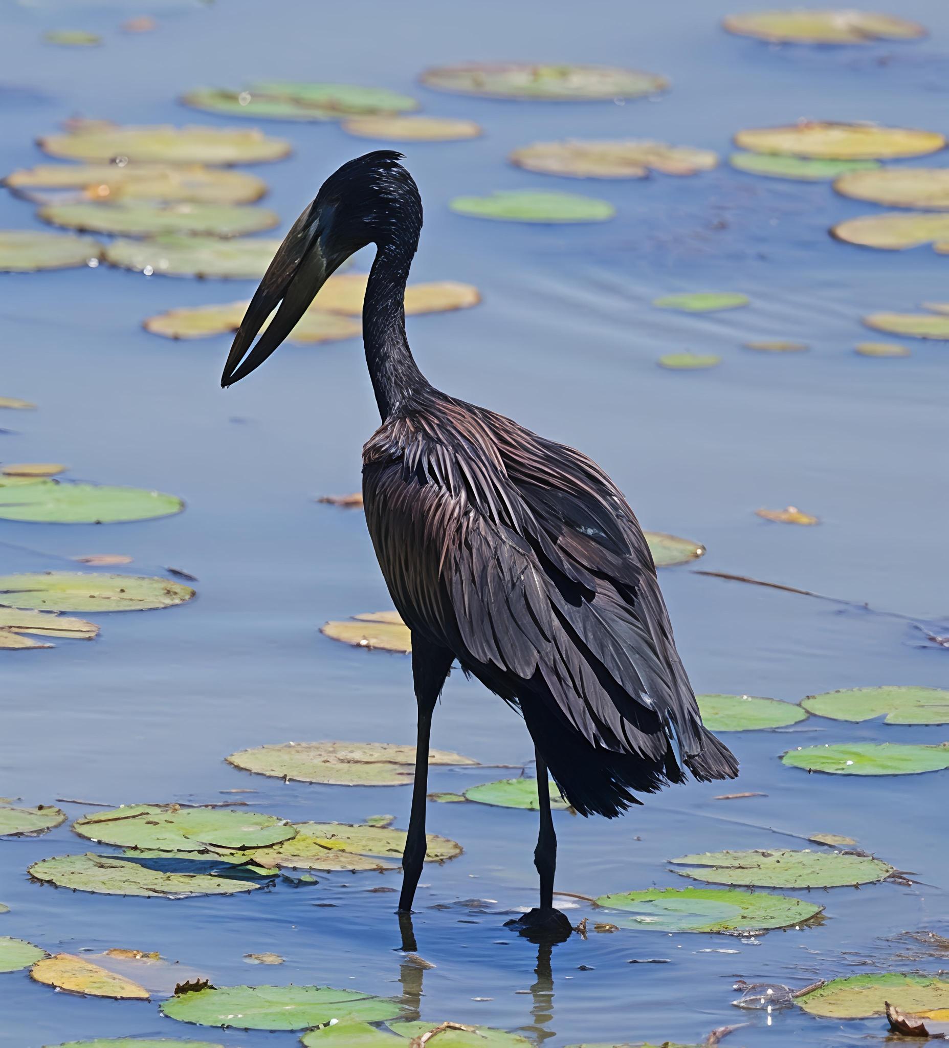 Anastomus Lamelligerus