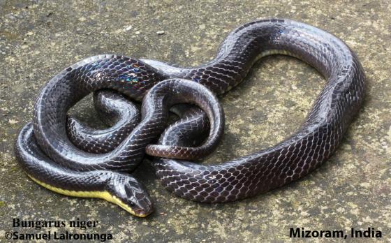 Bungarus Niger