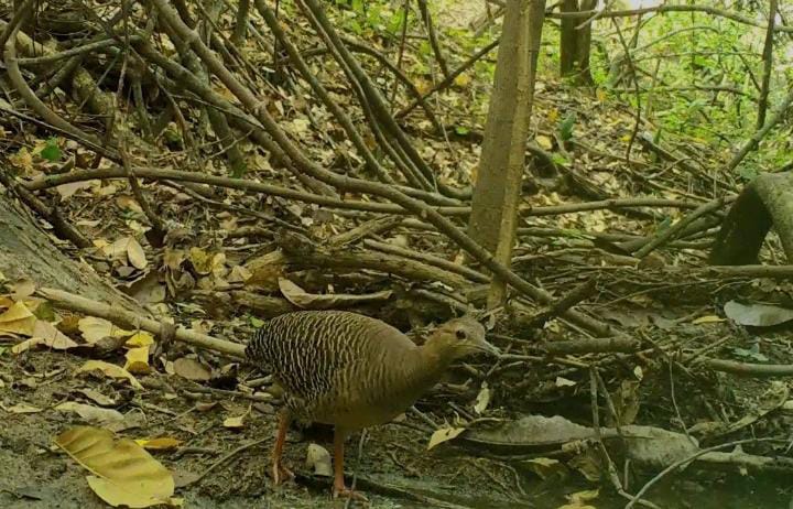 Crypturellus Erythropus