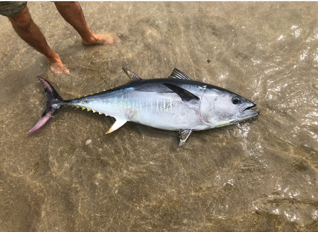 Thunnus orientalis