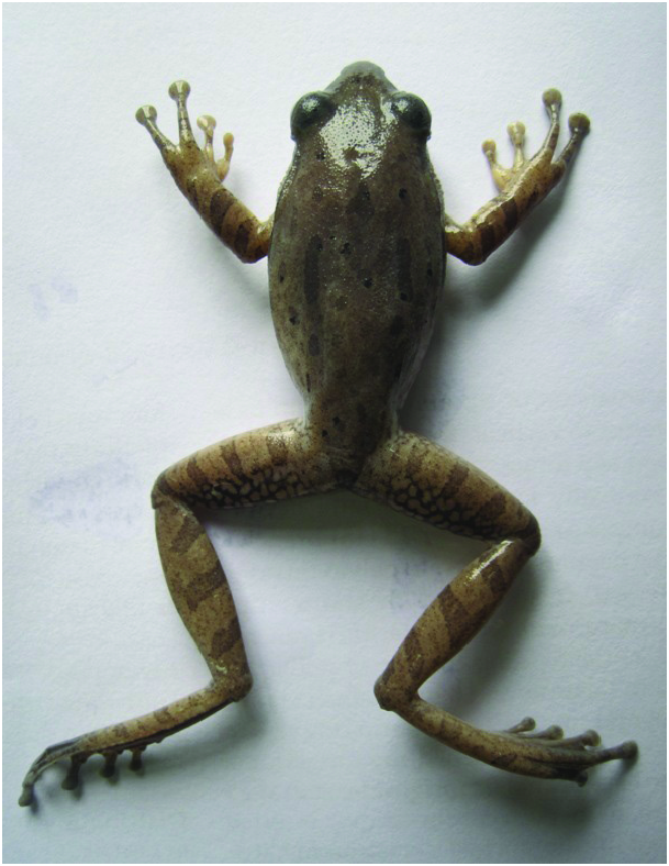 Polypedates assamensis