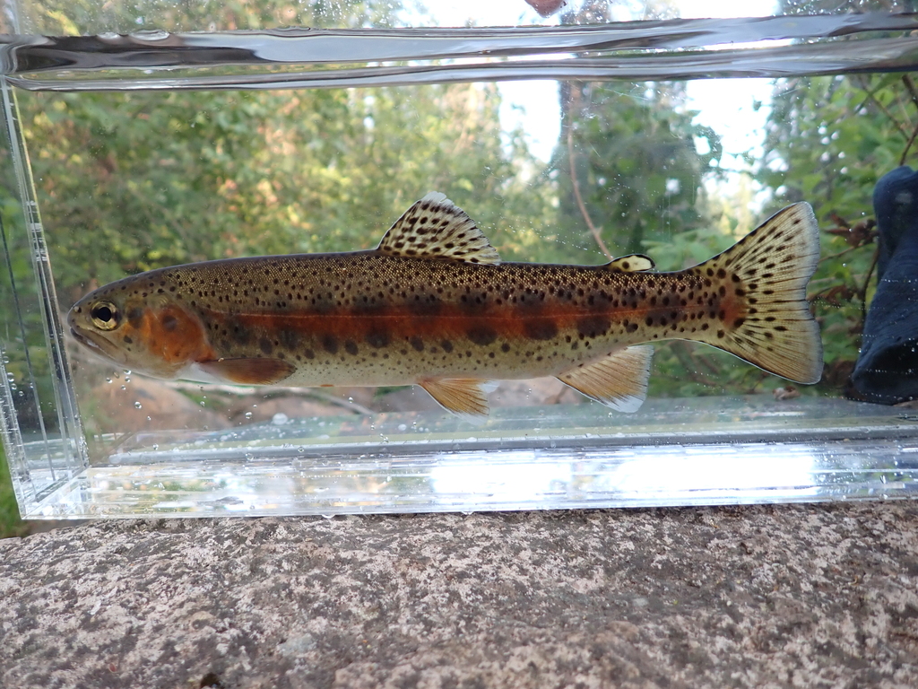 Oncorhynchus mykiss ssp. calisulat