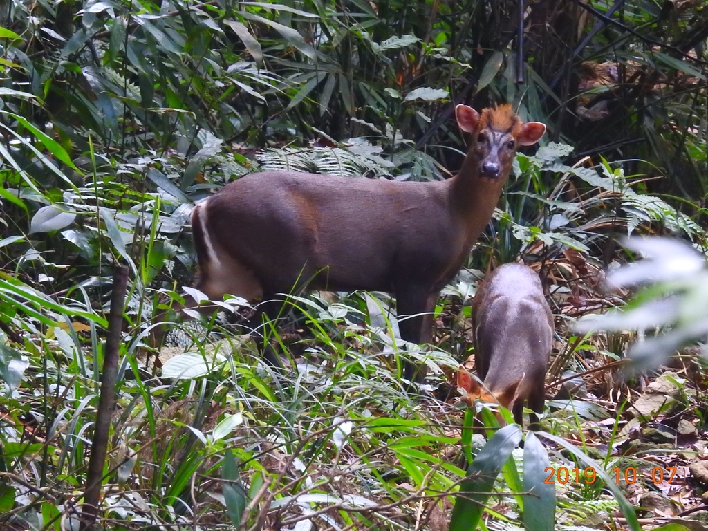 Muntiacus truongsonensis