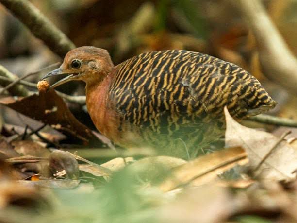 Crypturellus Brevirostris