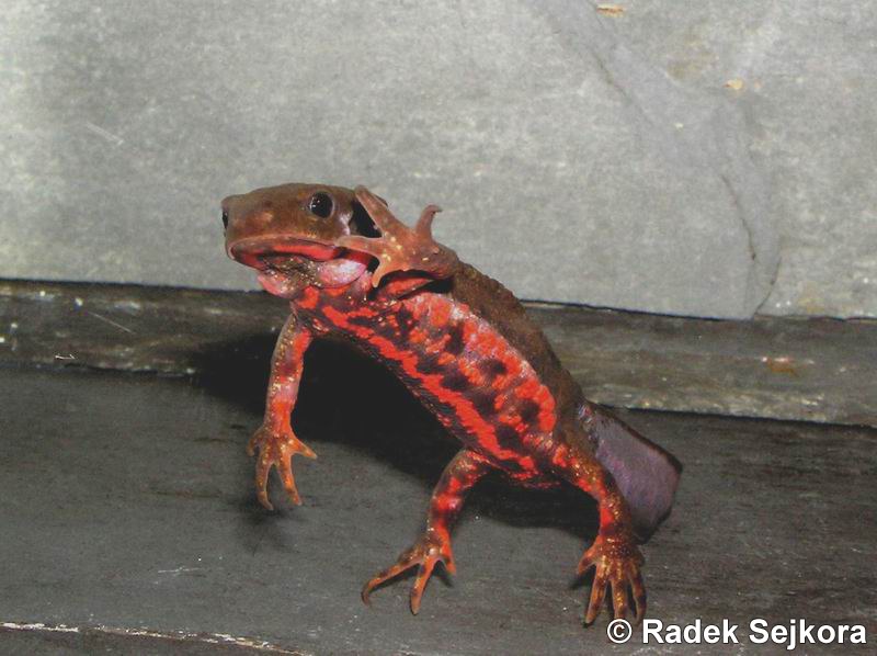 Cynops Pyrrhogaster