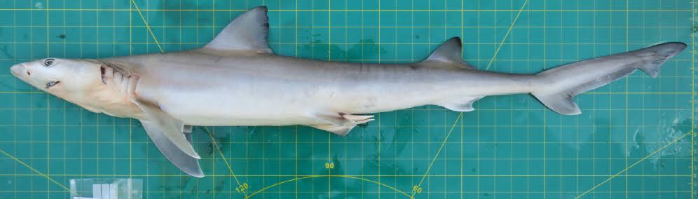 Paragaleus longicaudatus