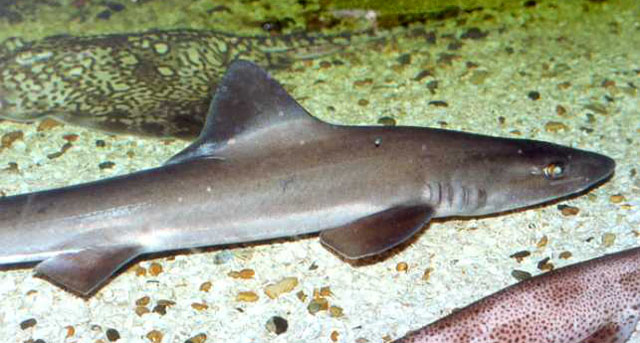 Mustelus Mustelus