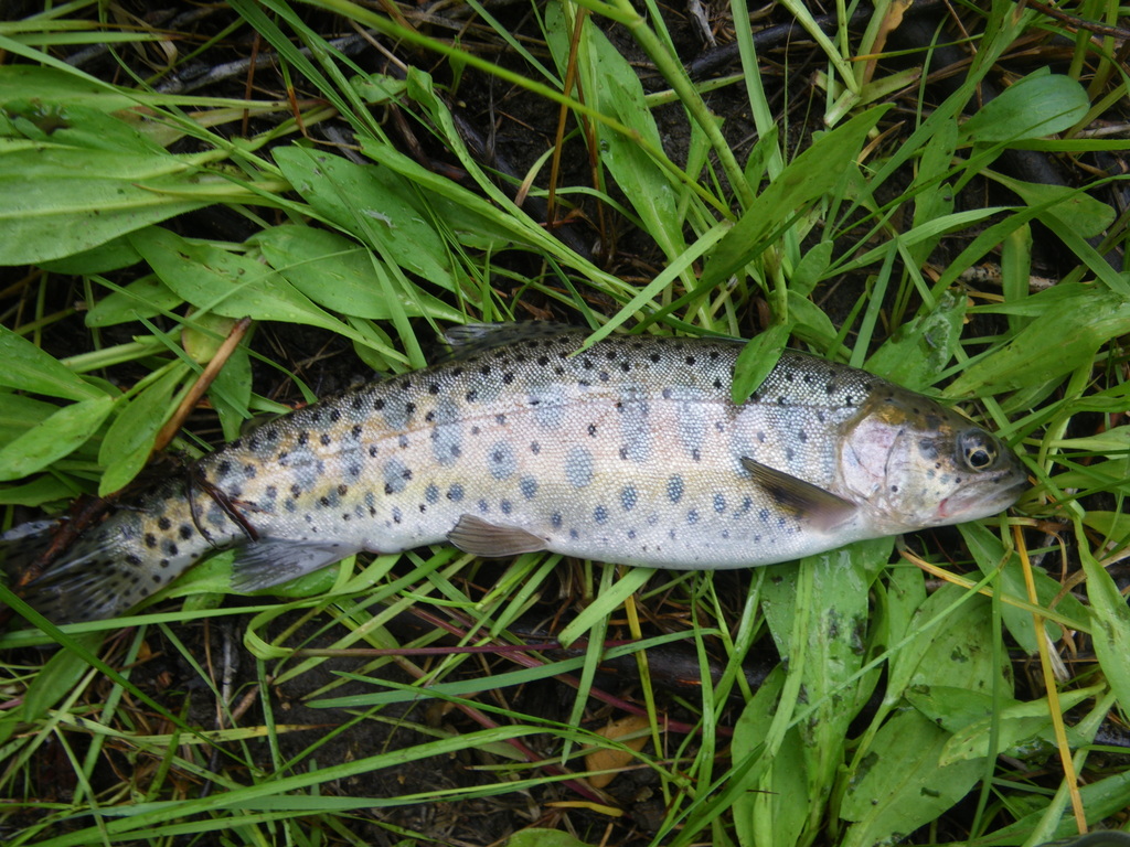 Oncorhynchus henshawi ssp. humboldtensis