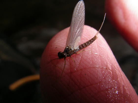 Paraleptophlebia adoptiva