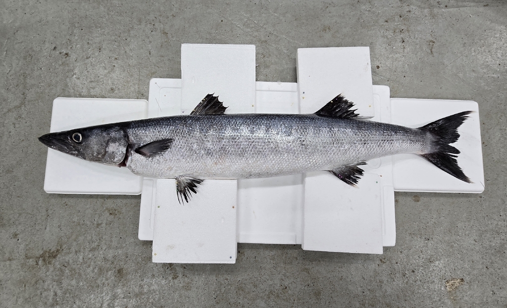 Sphyraena arabiansis