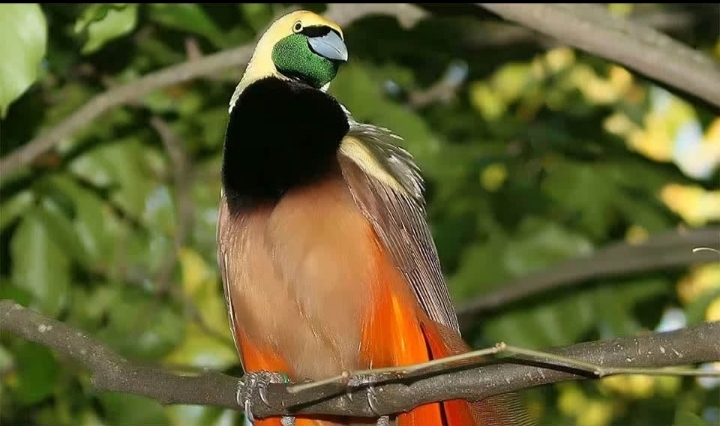 Paradisaea raggiana spp.granti