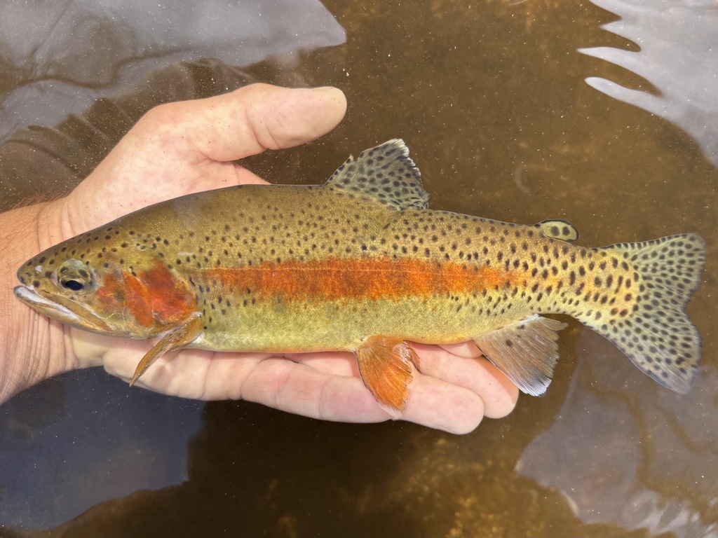Oncorhynchus aguabonita ssp.whitei