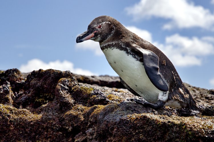 Spheniscus mendiculus