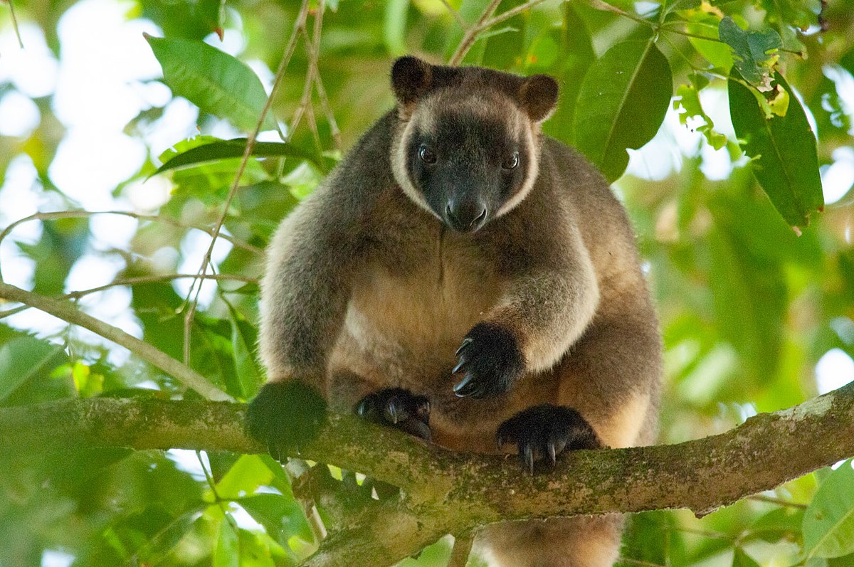 Dendrolagus lumholtzi