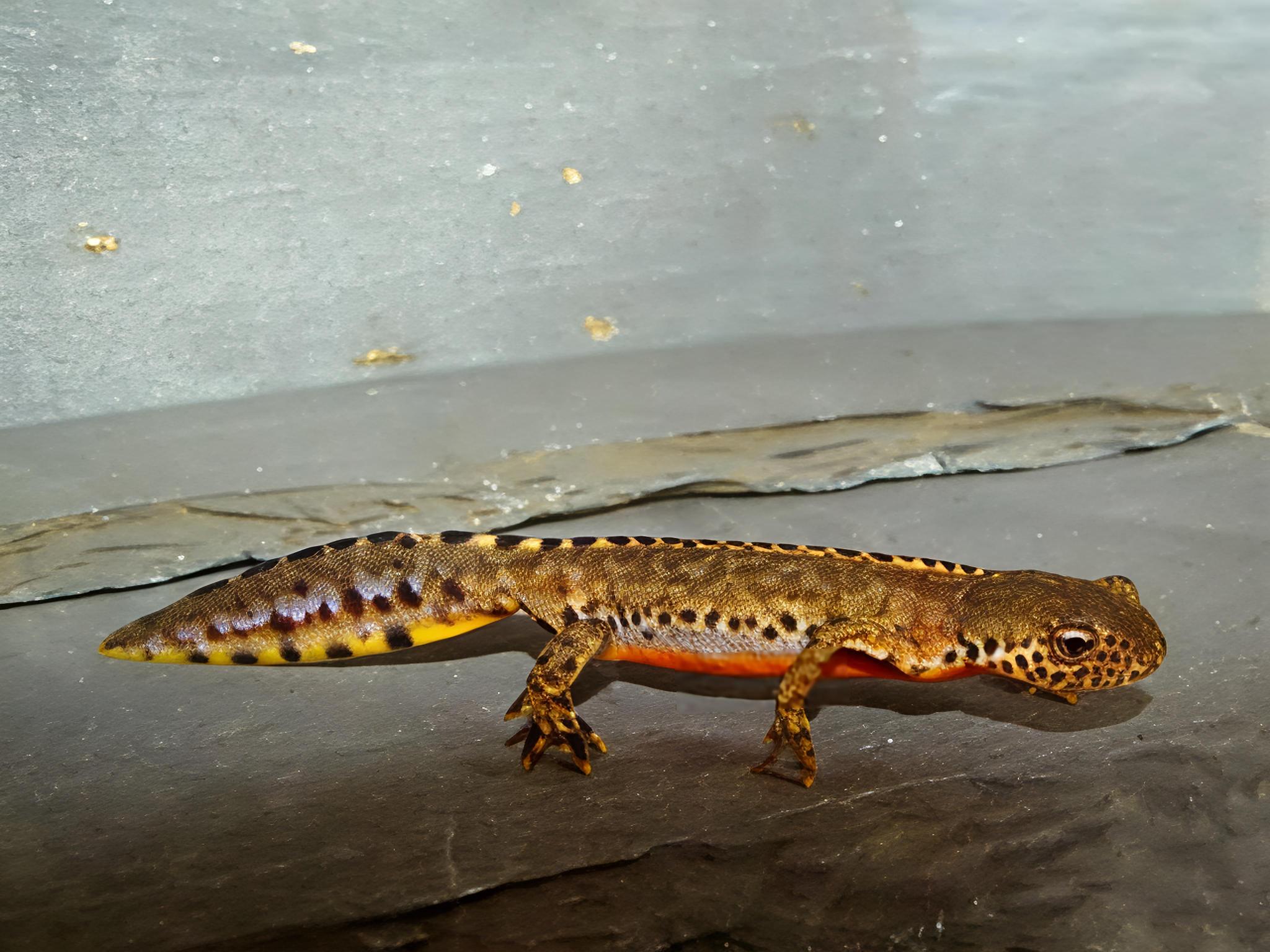 Ichthyosaura alpestris lacusnigri