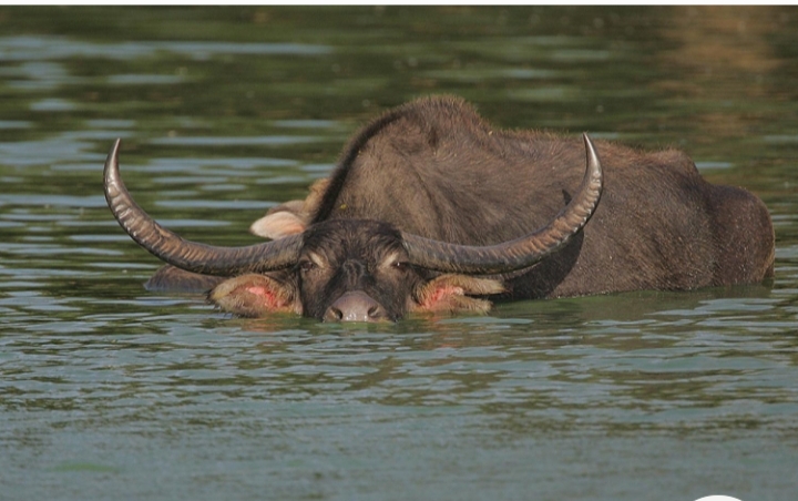 Bubalus arnee theerapati