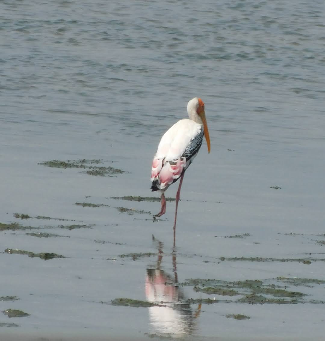 Mycteria leucocephala