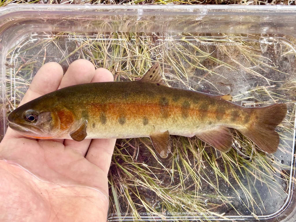 Oncorhynchus henshawi ssp. seleniris