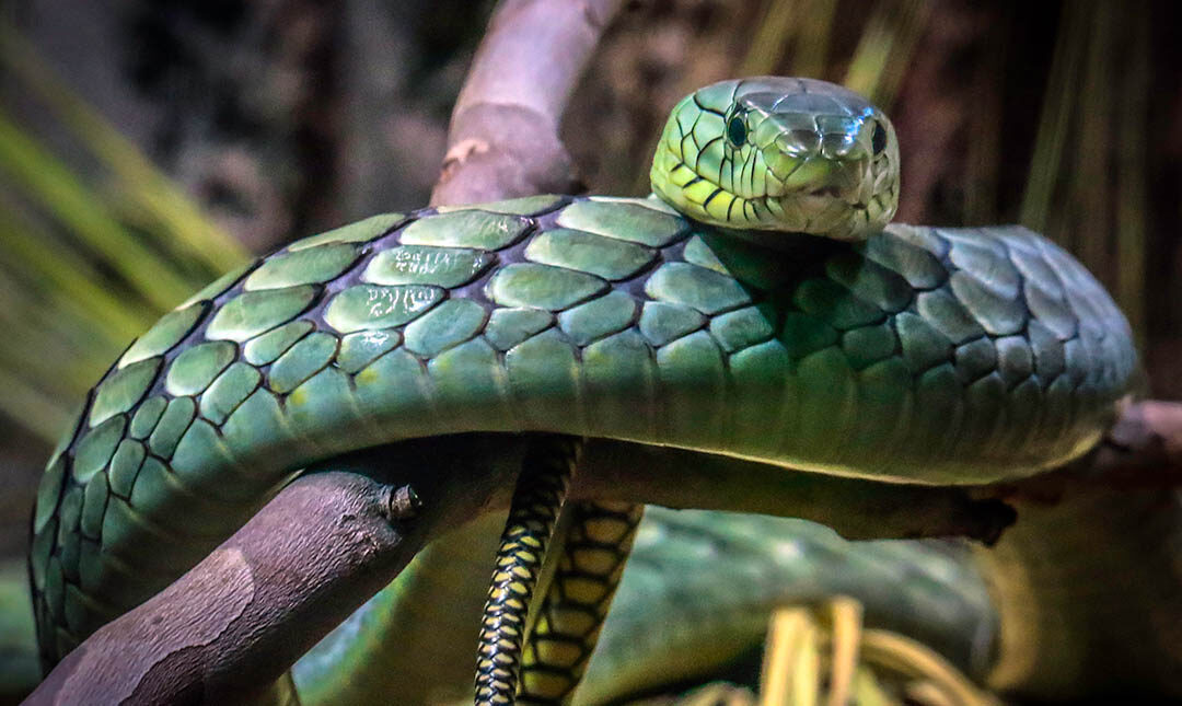 Dendroaspis Viridis
