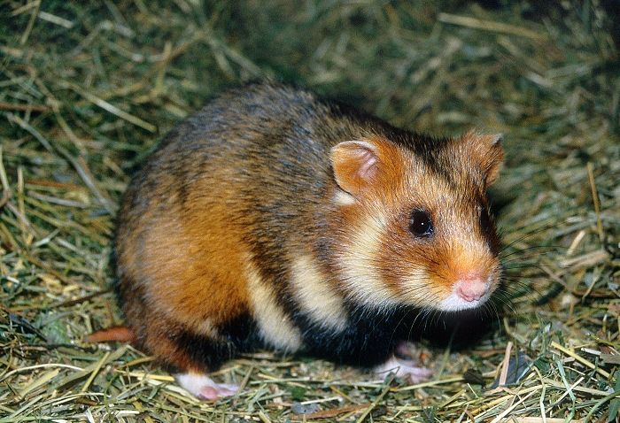 Cricetus cricetus