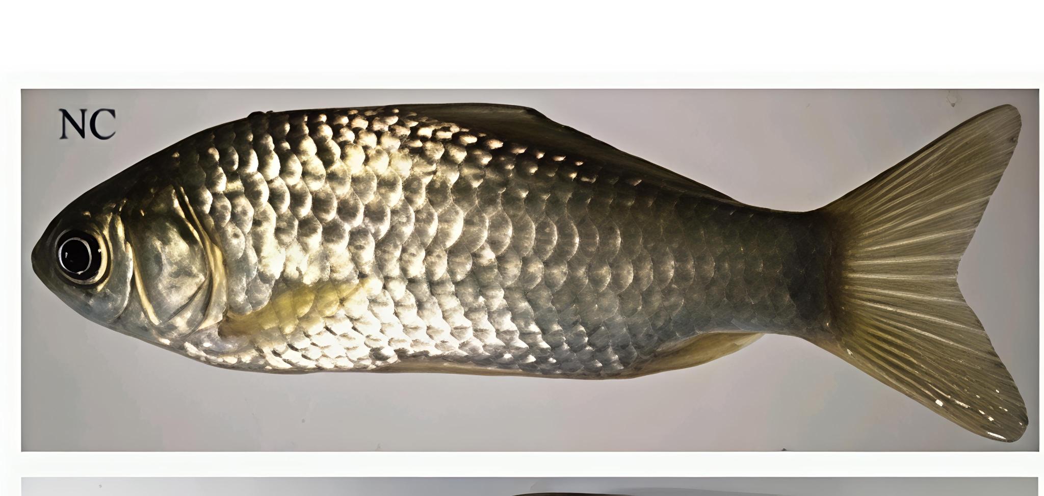 Carassius auratus ssp.indigentiaus