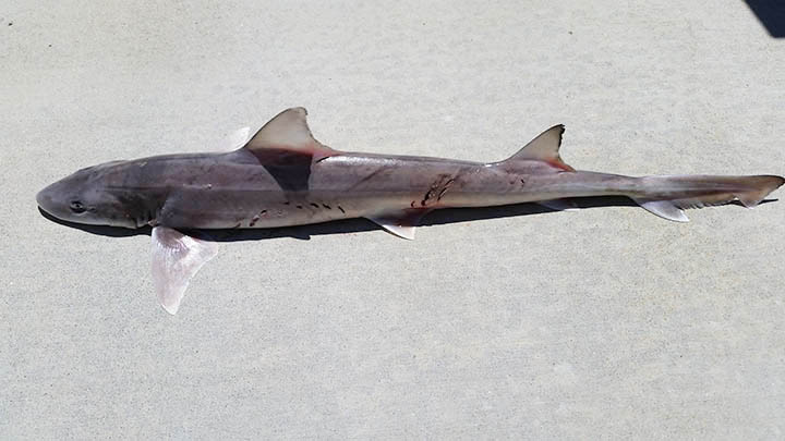 Mustelus Norrisi