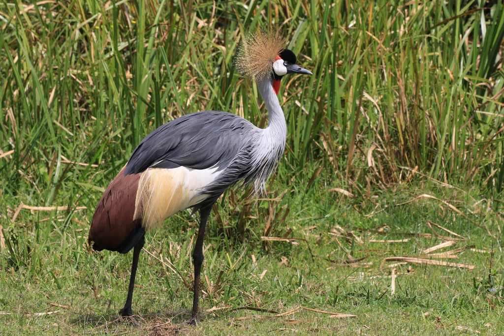 Balearica regulorum ssp.regulorum