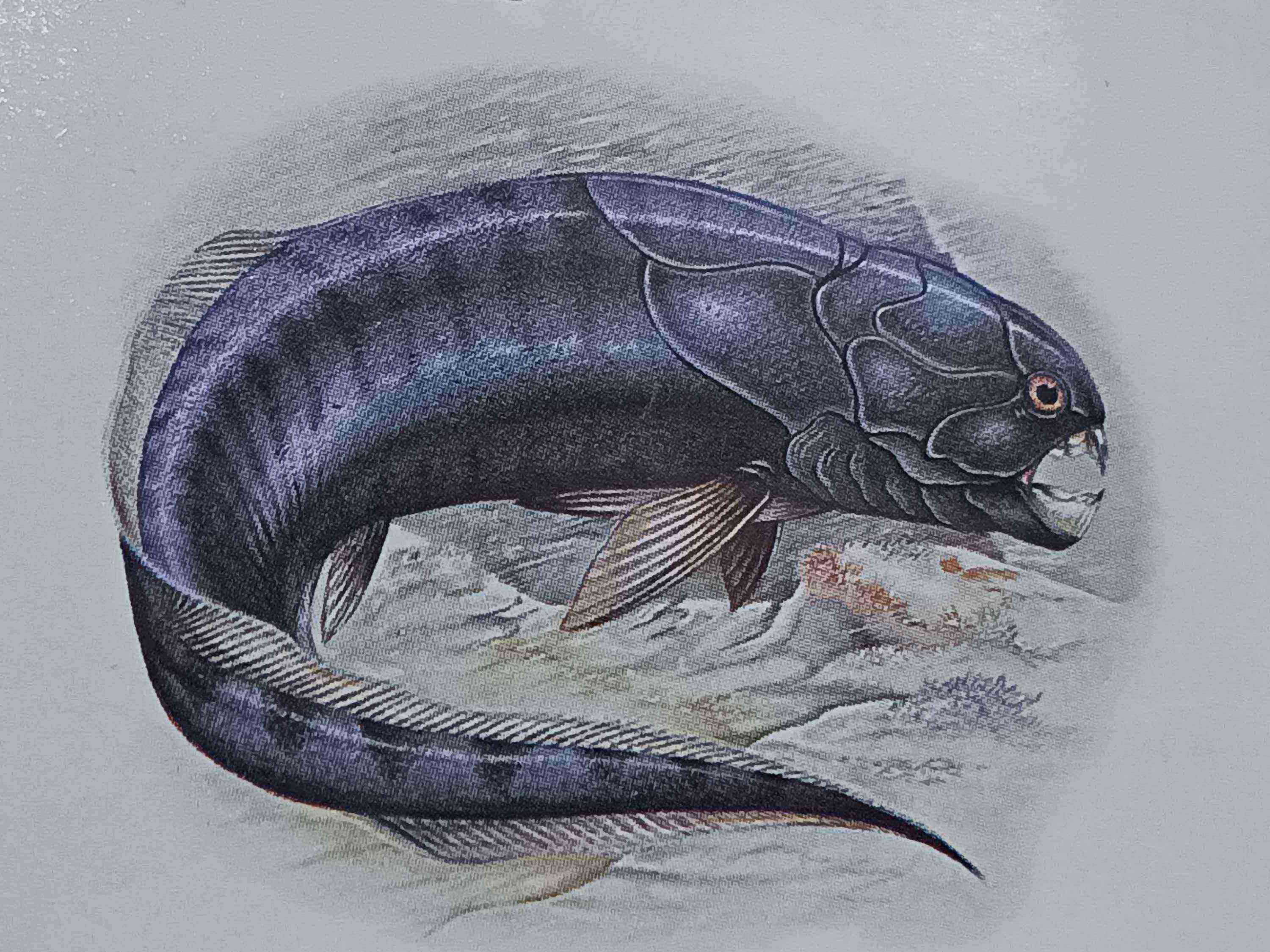 Dunkleosteus
