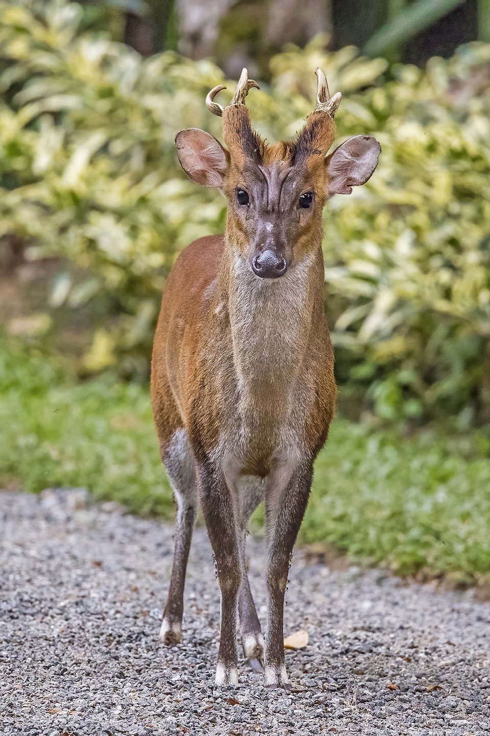 Muntiacus malabaricus