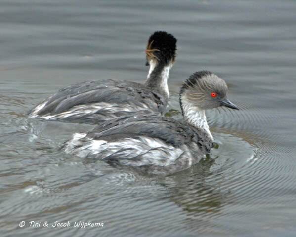 Podiceps occipitalis