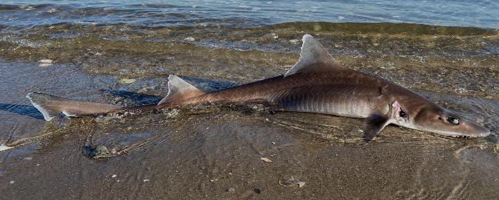 Mustelus Canis