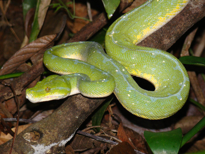 Morelia azurea ssp.utaraensis