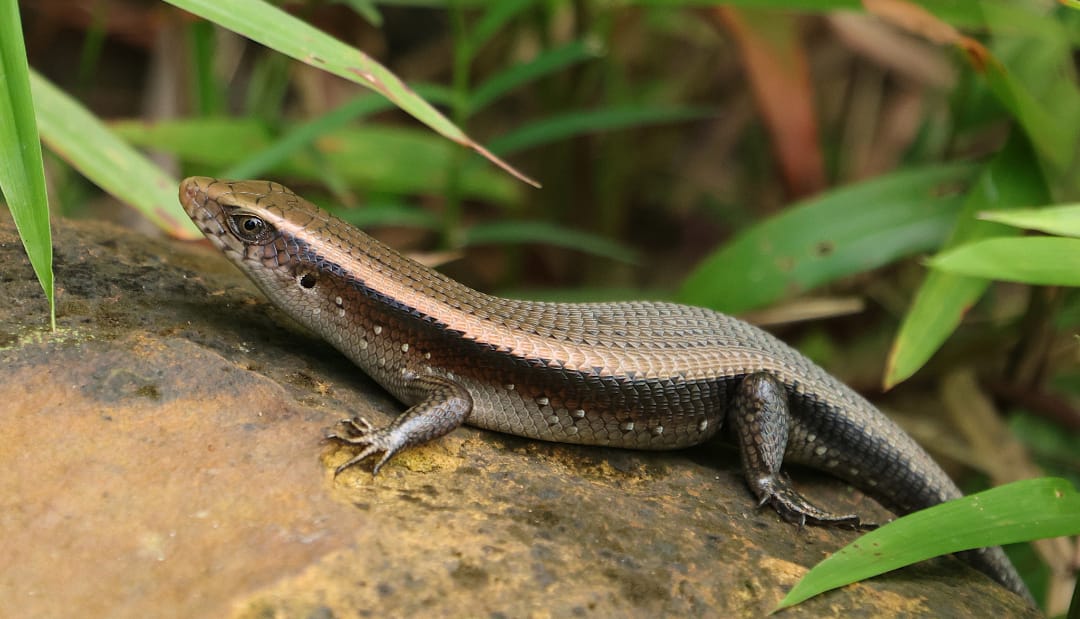 Eutropis longicaudata