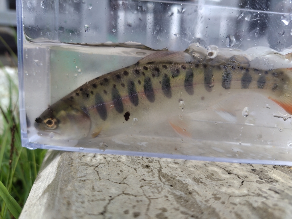 Oncorhynchus masou