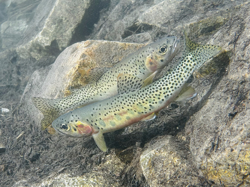 Oncorhynchus lewisi