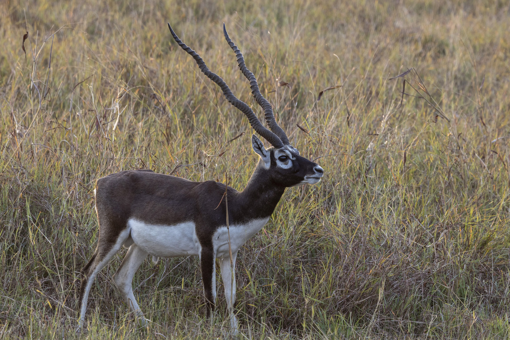 Antilope cervicapras ssp.rajputanae