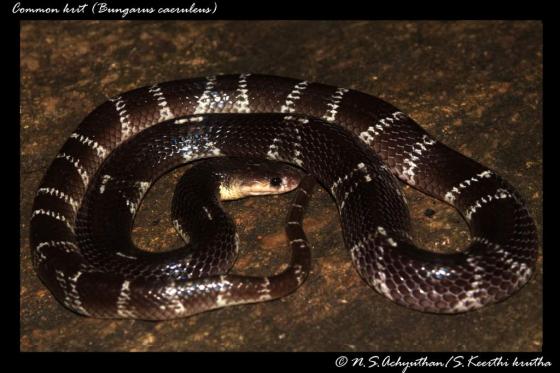 Bungarus Caerulus