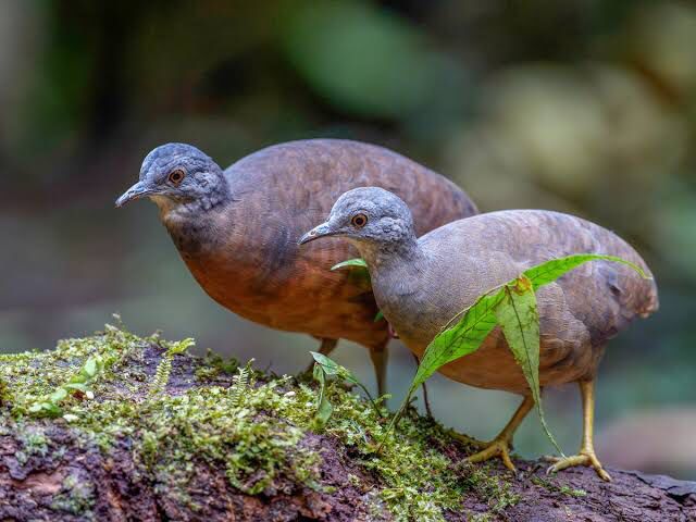 Crypturellus Soui