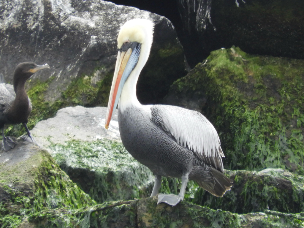 Pelecanus thagus