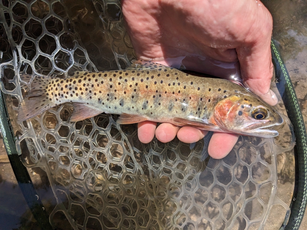 Oncorhynchus virginalis