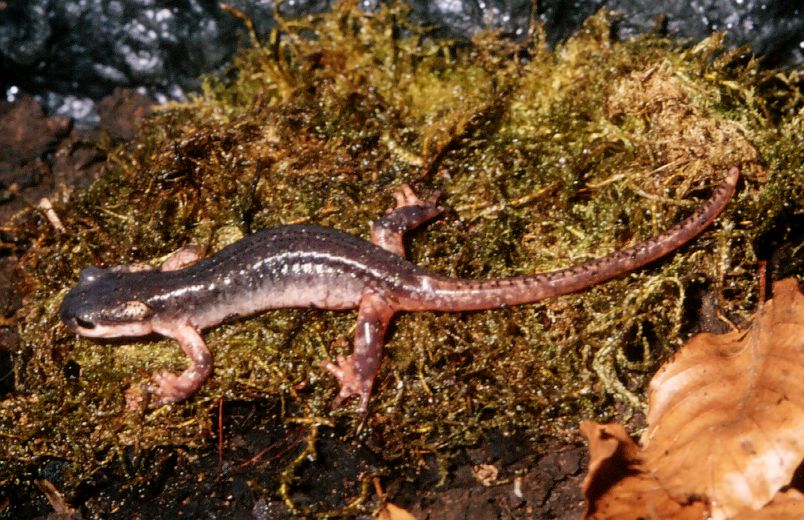 Lyciasalamandra Atifi
